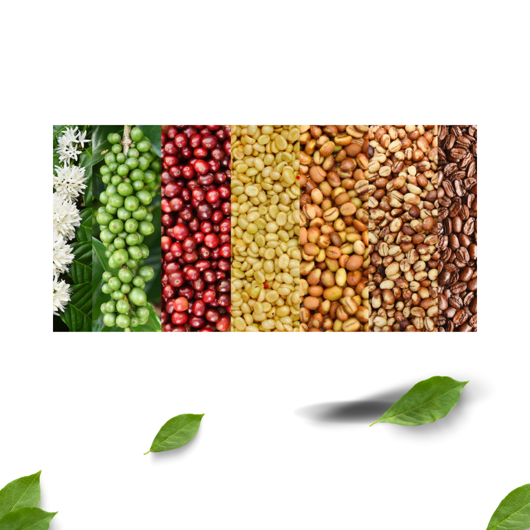 Coffe Beans