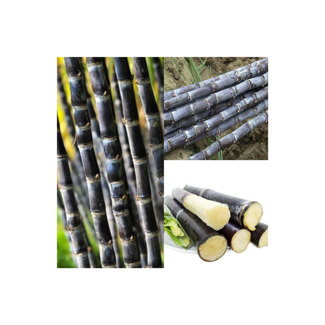 Sugarcane